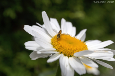 Hoverfly Jens Jakob